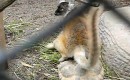 Lemur auf Schildkröten