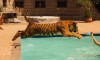 Mit einem Tiger plantschen