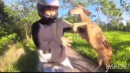 Motorradfahrer vs Reh #3