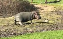 Nilpferd gegen Gans