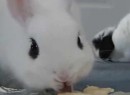 Nom Nom Nom -  Song