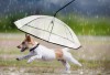 Regenschirm für Hunde