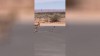 Road Runner vs Coyote