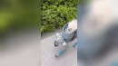 Roboter für den Hund