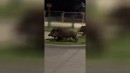 Roboter vs Wildschweine