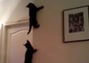Spidercats