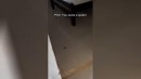 Spinne erschrecken