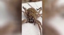 Spinnenmama mit Nachwuchs