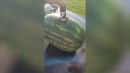 Sprengung einer Wassermelone
