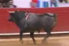 Ein Stier will fliehen