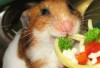 Verwöhnter Hamster