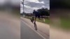 Vogel vs Radfahrer