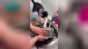 Wenn Katzen helfen…